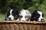 BERGER AUSTRALIEN PUPPIES 352